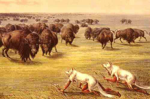 Buffalo Hunt, Under Wolf Skin - George Caitlin This painting connects to the book because it shows a hunt in progress, and throughout the book, Julie hunts along with the wolves and become part of