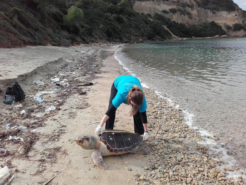 Experience Greek culture and architecture first hand Helping to protect Greece s sea turtles Gather valuable population data of the vulnerable sea turtles Observe and tag nesting females PROJECT