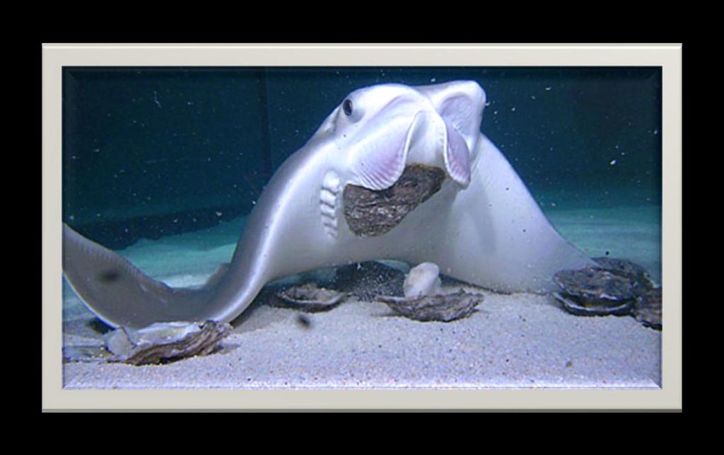The diet of the cownose ray consists mainly of snails and clams, as well as other small bottom-dwelling fishes and crabs.