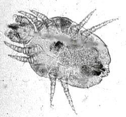 Mites Cheyletiellosis (Cheyletiella