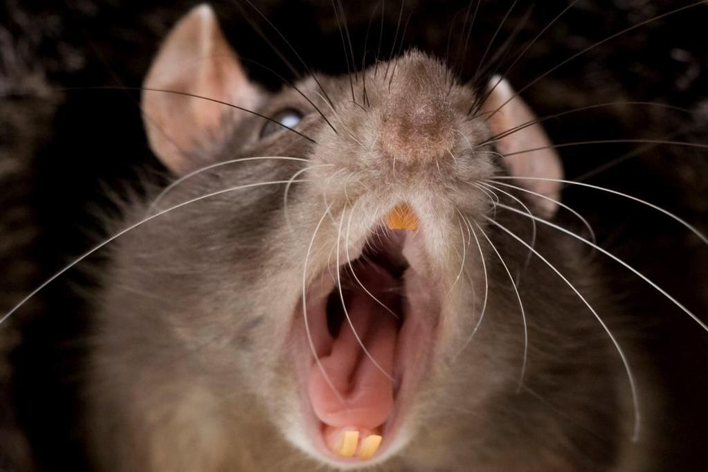 Spirillum minus (Sodoku) Rat Bite Fever Fever and wound can last for months Treatment is penicillin Streptobacillus moniliformis High