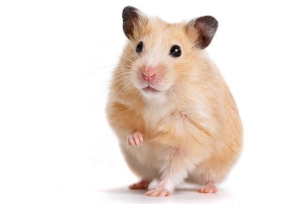 Lymphocytic Choriomeningitis (LCMV) Hamsters can become infected from common house mice Symptoms of viral meningitis in 2 phases with headache, body aches,