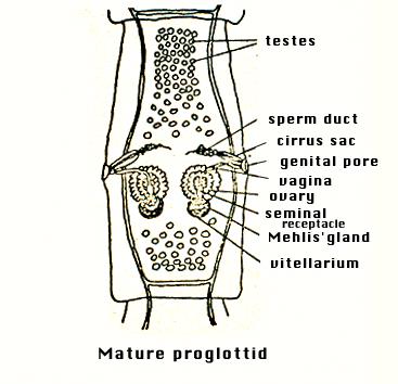 Dipylidium caninum Mature proglottids 2 sets of male
