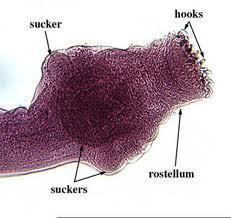 a protrusible rostellum