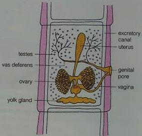 Tapeworms are exclusively hermaphrodites; they have both male and female reproductive systems in their bodies.