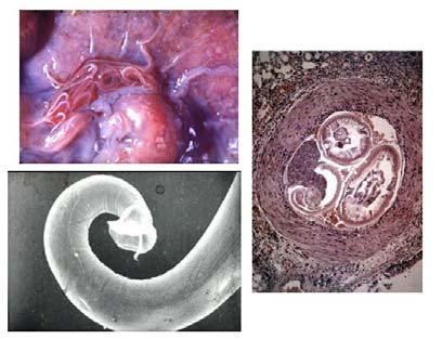 BIO 475 - Parasitology Spring 2009 Stephen M. Shuster Northern Arizona University http://www4.nau.edu/isopod Lecture 20 Trichostrongylines Hairworms in Horses Eggs hatch when eaten by the horse.