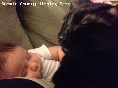 Contact: Jennifer Phone: 3302457005 Email: Send Email 3797 LOST M 3798 FOUN SH all black spaniel x brown white (760)990-3828 SCF O Lost: Merlin Posted: April 15, 2014 Black cat