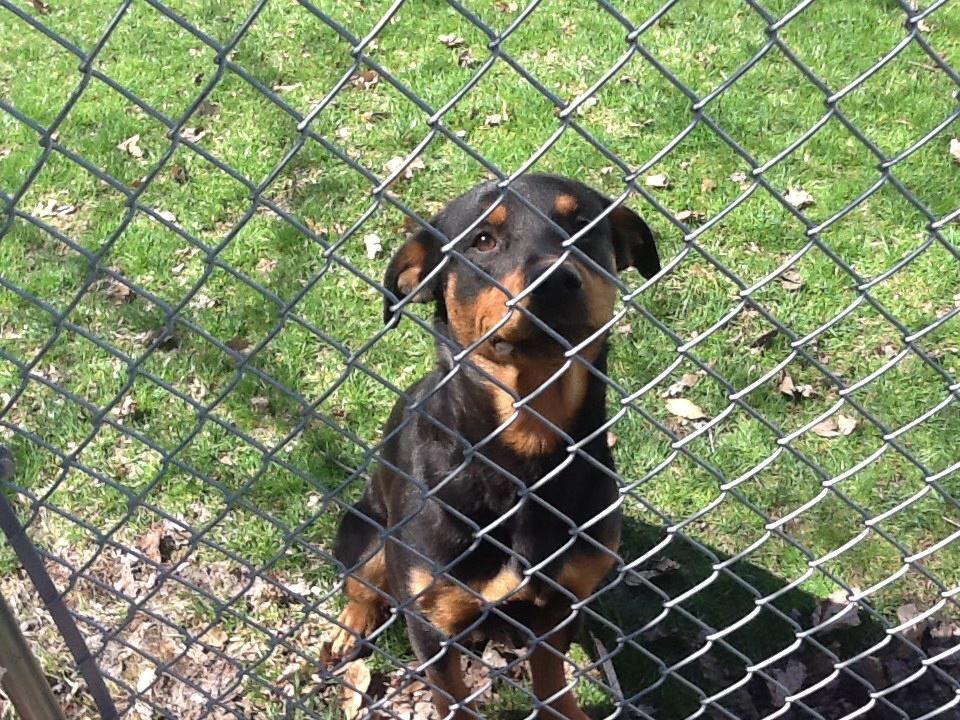 Rick Lambert Found this lost dog at the Massillon Knights of Columbus directly across from Massillon cable TV.