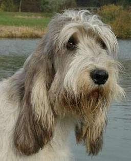 If they are too short, they will resemble those of a PBGV.