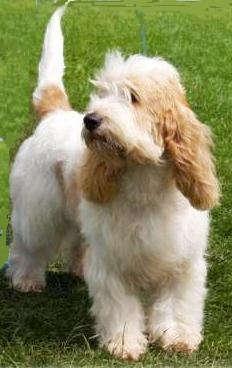Petit BGV, the latter sometimes having a slight crook to the front legs. (This has since been bred out of the PBGV also).
