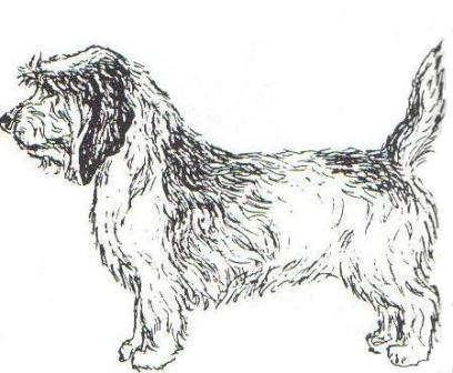 SIZE Height at withers: dogs 40-44 cms (15¾ -17½ ins); bitches 39-43 cms (15½ -17 ins).