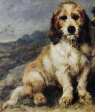 Basset Griffon Vendéen (BGV) The Basset Griffon Vendéen was around 38cm, with a long skull, a long and quite heavy body and