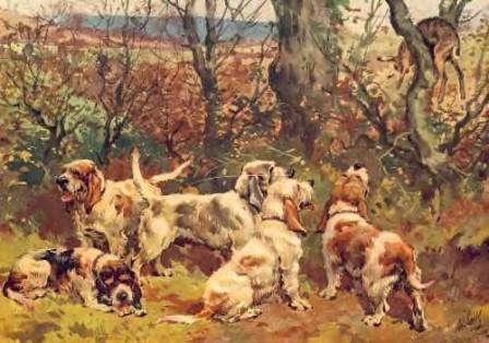 By the end of the 19 th century, this popular BGV existed in France within the group of basset (shorter-legged) breeds.
