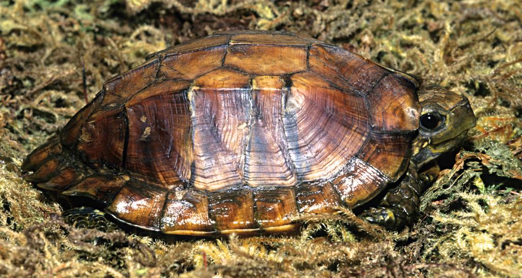 099.2 Conservation Biology of Freshwater Turtles and Tortoises Chelonian Research Monographs, No. 5 Figure 1. Subadult Cuora mouhotii from southeastern China. Photo by Indraneil Das.