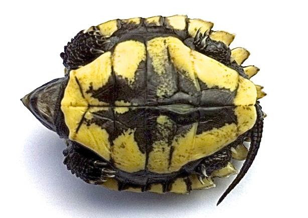 scutes on both sides where secondary keels also occur, thus providing the species with one of its common names, the Three-keeled Box Turtle.