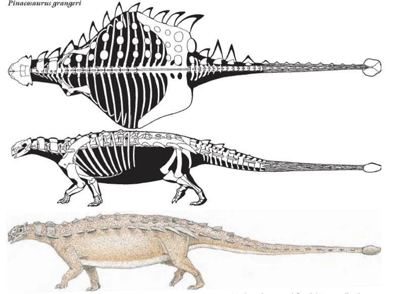 Johnson 7 (Figure 1, P. Grangeri, Paul Gregory, Princeton Field Guide to Dinosaurs. 2010.) There remains to be more information found on the P. Grangeri than the P.