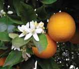 It rarely freezes as far south as Miami, and because of it s sunshine is the leading producer of oranges and grapefruits.