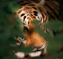So why not share your love for these incredible creatures by making a colourful tiger habitat Christmas card