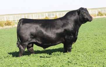 30 One of the most popular and highly proven bulls in the industry with progeny dominating top index lists and sales across the country Sound structured and powerfully constructed with incredible