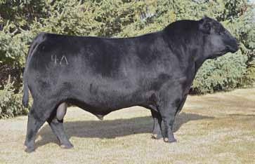 71 BCC Upward 4A came from Bargree Cattle Company in Montana 4A bred cows here in the spring and fall and then went to Denver Sires tremendous daughters that are proving their value Calving ease,