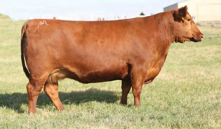 Elite Donors Lot 9 WOW! Check out the outcross genetics that are offered here. The dam of this fantastic female is out of GAR Concrete, a bull that excels at carcass merit, especially adding muscle.