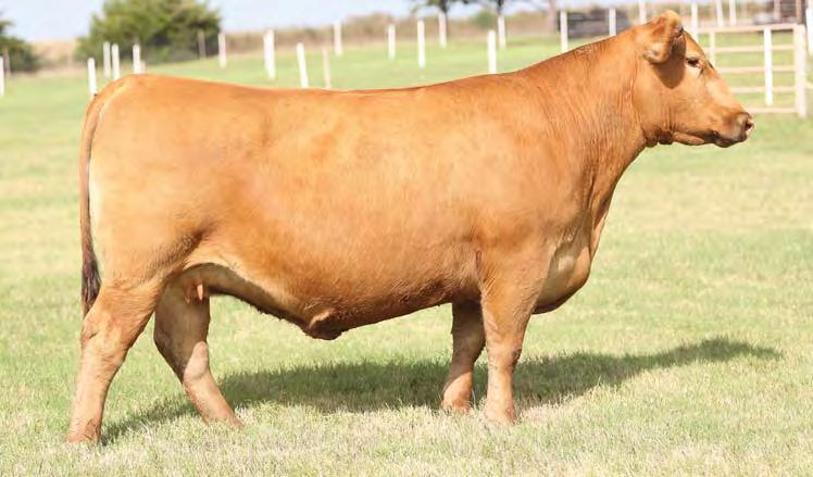 Averaging seven embryos per flush and bred to the $50,000 X-Porter, what more could you want?