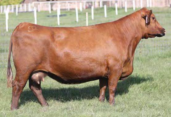 cow, P7895. This makes this outstanding female a maternal sister to the Brown CRSB Redeemed B5332 bull that sold to ST Genetics in the 2015 RAB sale for $30,000.