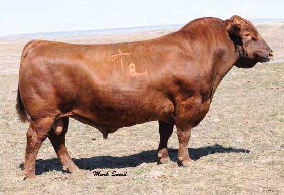 Beckton Epic R397 K, sire Lot 20 Bred to G A R SURE FIRE (#13577378). Due 1/20/18 Heifer calf. Projected calf EPDs: 11-4.2 66 117 29-2 12 6 7 1.12-0.
