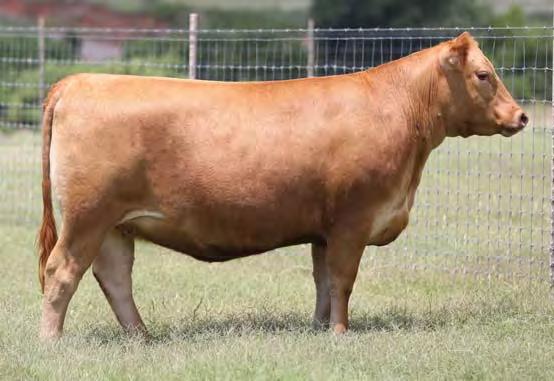 Lot 44 Bred to LSF MEW X-PORTER 6695D (#3539014). Due 1/22/18 Projected calf EPDs: 12-5.6 61 106 30 0 18 8 13 0.97-0.06 26 0.42 0.
