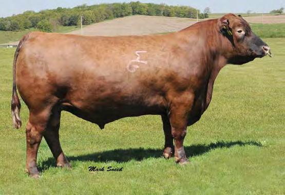 This Independence daughter out of a Redemption x Abigrace cow is carrying a calf sired by LSF MEW X-Porter!