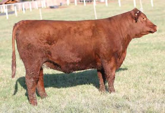 04 2% 9% 18% 3% 56% 38% 81% 76% 6% 35% 2% 62% 11% 57% 43% 6% If you missed out on the previous lot, here is your chance to redeem yourself. This gal is a full sister to Lot 58.
