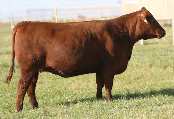 Take a look at the incredible CED and BW EPDs that this young lady offers. If you are looking to incorporate some extra calving ease into your cow herd, she can get it done.