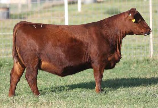 03 1% 9% 5% 19% 10% 13% 89% 45% 2% 3% 3% 10% 80% 23% 30% 91% This open yearling heifer is ready to go home and work for you! She excels in all areas across the board.