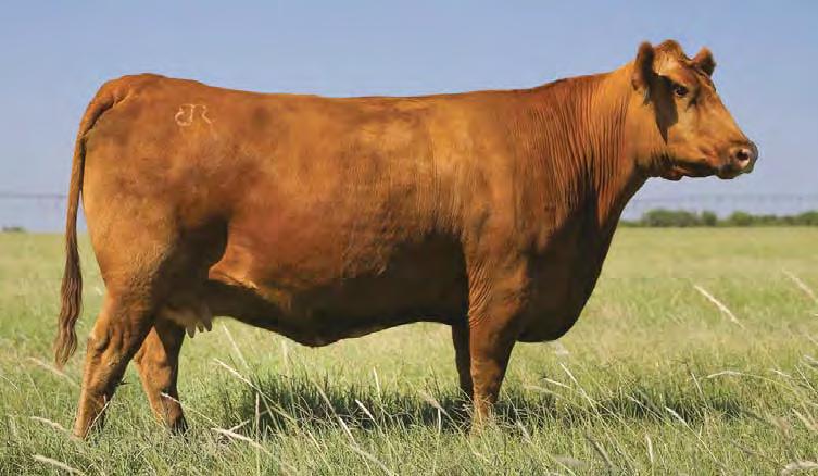 She has been a wonderful donor cow averaging six embryos a flush and producing many breed-topping offspring. She has a daughter in our donor group and her sons are herd sire material.