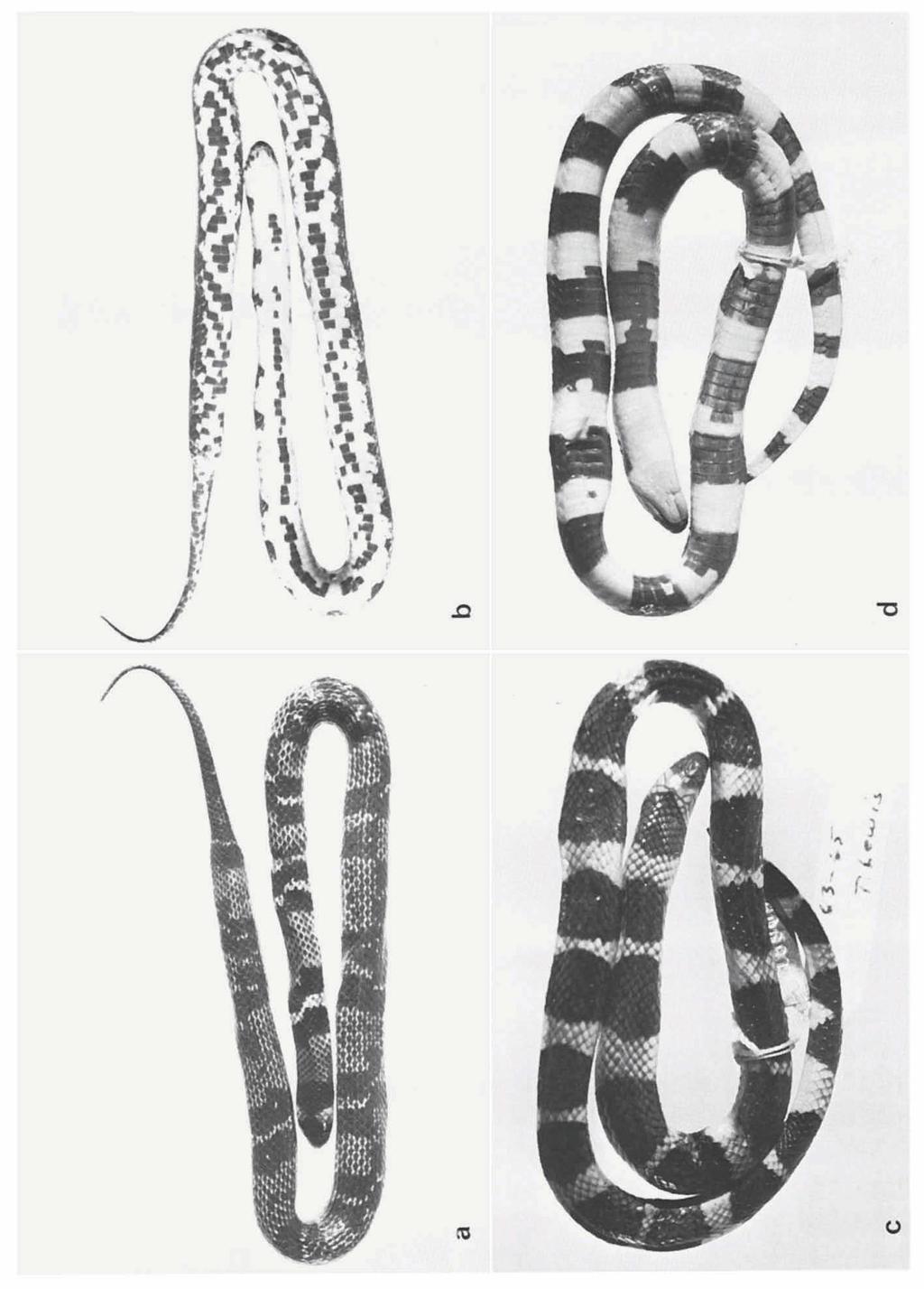 Figs, a, b. Atractus badius (F. Boie), 9 RMNH 18679, total length 415 + 71 mm. a, dorsal view; b, ventral view. Figs, c, d.