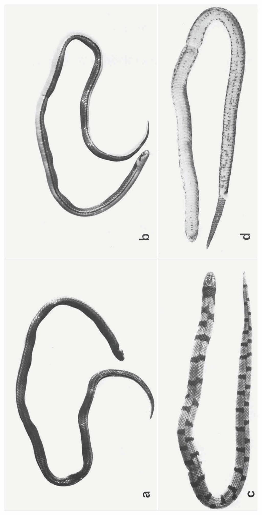 Figs, a, b. Atractus zidoki Gasc & Rodrigues, $ RMNH 18685, total length 174 + 28 mm. a, dorsal view; b, ventral view. Figs, c, d.