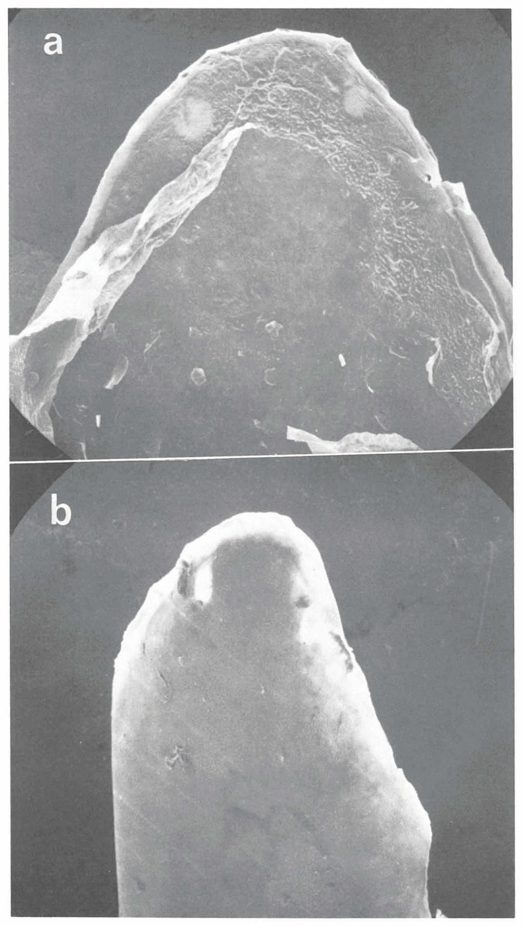 ZOOLOGISCHE VERHANDELINGEN 175 (1980) PL. 5 Actractus zidoki Gasc & Rodrigues, $ RMNH 13781.