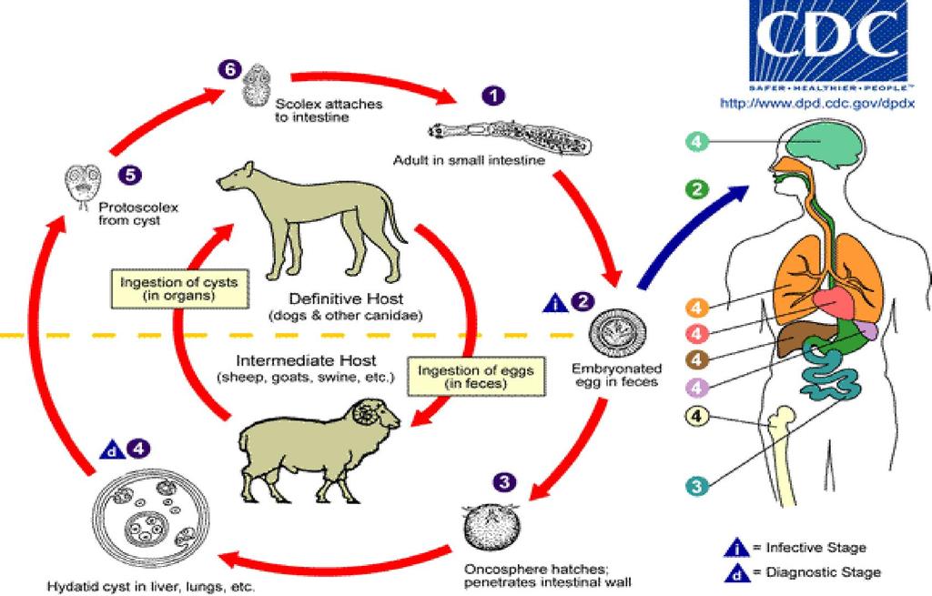 granulosus has an indirect life cycle that is completed between two mammalian hosts, a canid definitive host and an herbivorous or omnivorous intermediate host.