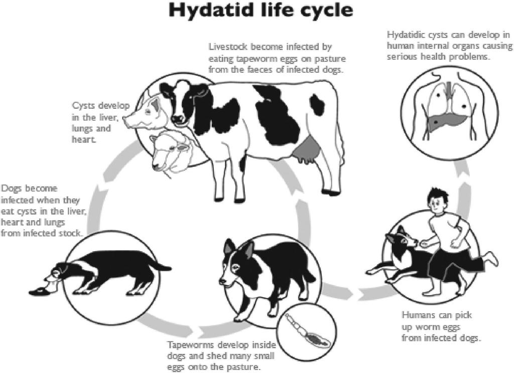 and arthropods can act as mechanical vectors for the eggs (Macpherson and Milner, 2003). Figure 6: Transmission of hydatid cyst. Source: (CDC, 2009) 2.5.4.