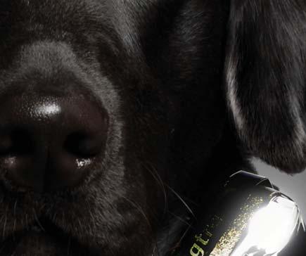 Dogtra s focus is on offering user-friendly e-collars that are designed for the most demanding