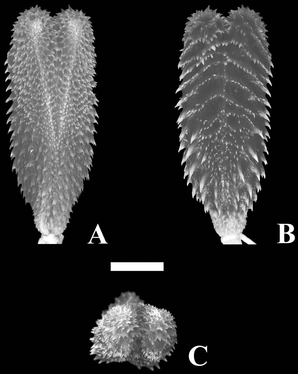 FIGURE 3. Hemipenis of the holotype of Philodryas amaru (FHGO 4749) in sulcate (A), asulcate (B), and top (C) views. Scale length = 5 mm. Hemipenis of the holotype. The hemipenis is fully everted and maximally expanded (Fig.