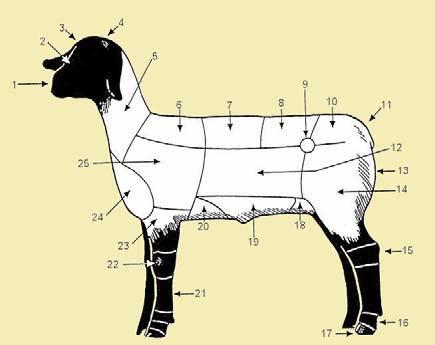 7 Project Knowledge General Health Questions: 1. What is the normal range for a lambs body temperature? Fahrenheit. 2.