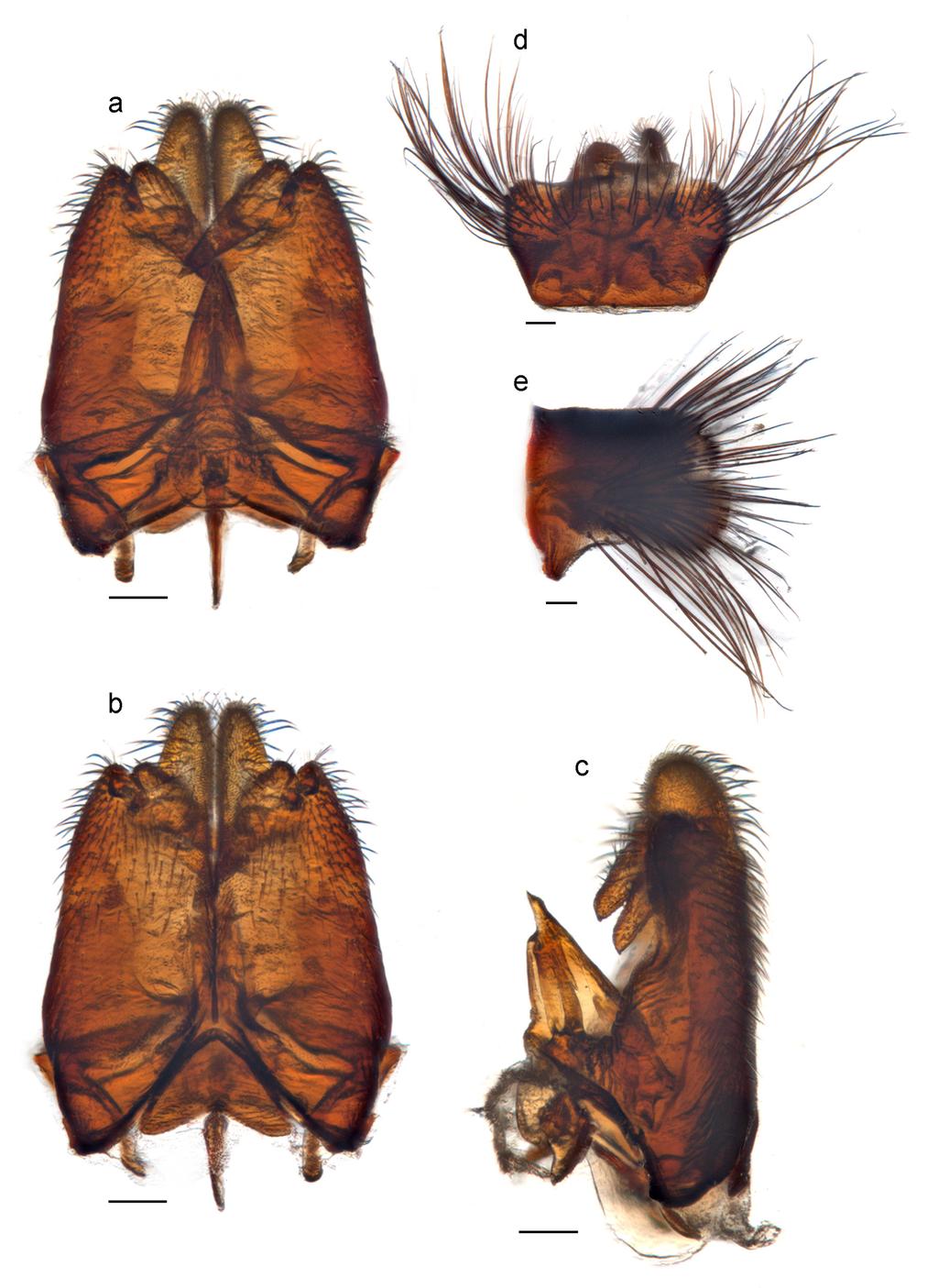 Li et al.: Thevenetimyia bee flies of Australia 341 Figure 5. Thevenetimyia fergusoni Li and Rodrigues, sp. nov.