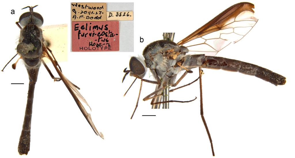 342 Records of the Australian Museum (2018) Vol. 70 Figure 6. Thevenetimyia furvicostata (Roberts, 1929) (holotype): (a) dorsal; (b) lateral. Scale bars = 1 mm.