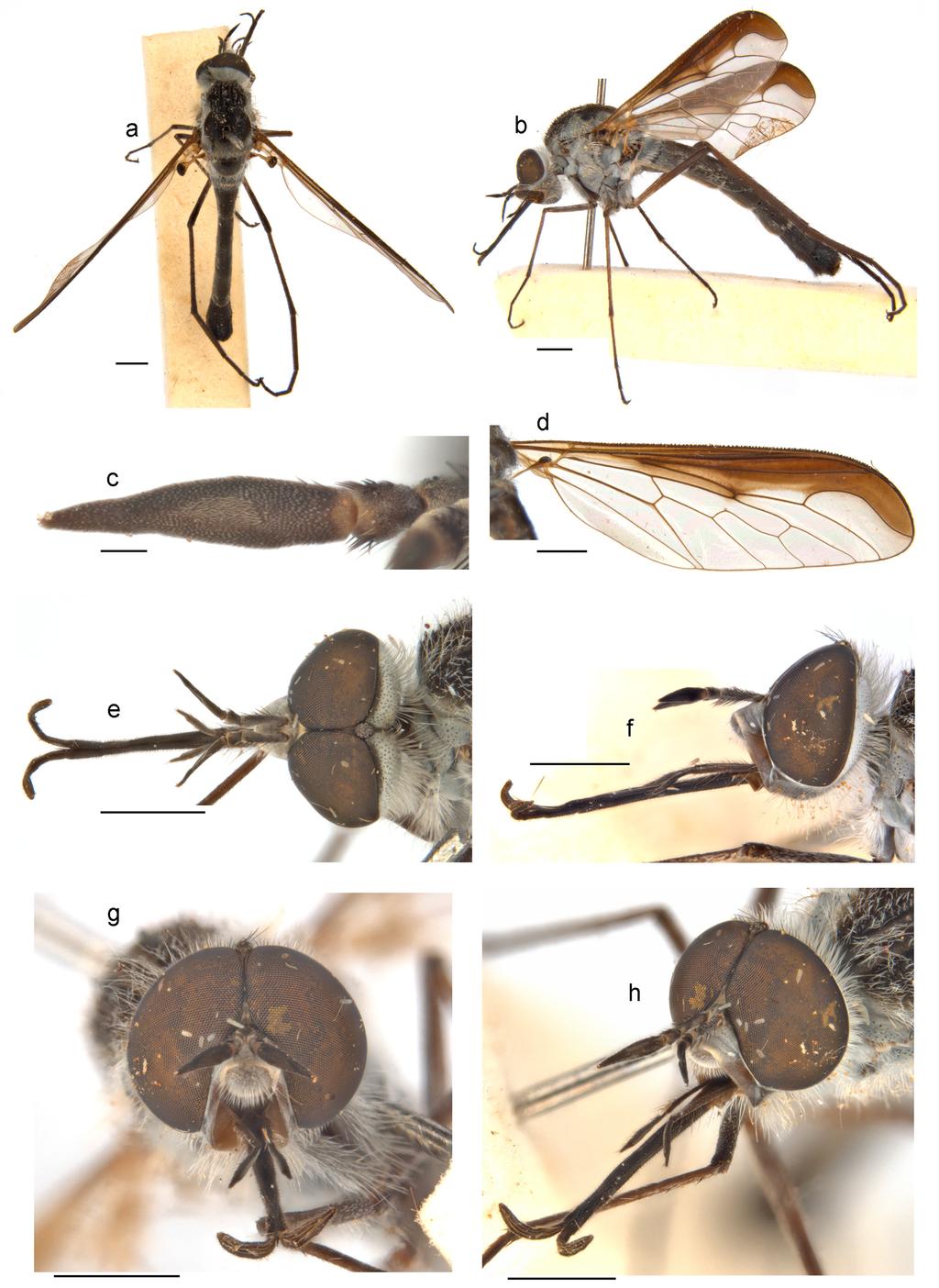 Li et al.: Thevenetimyia bee flies of Australia Figure 7.