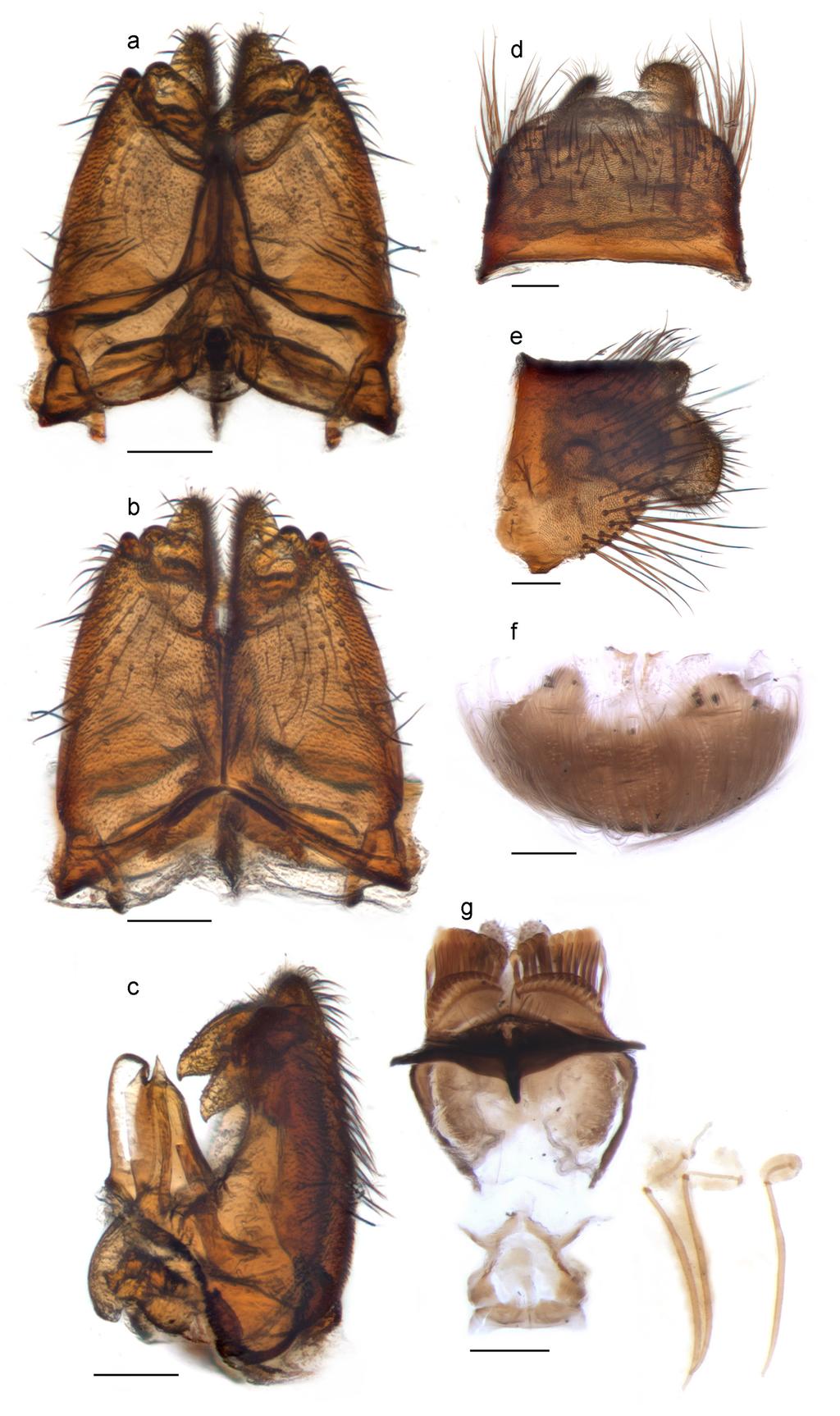 Li et al.: Thevenetimyia bee flies of Australia 345 Figure 9.