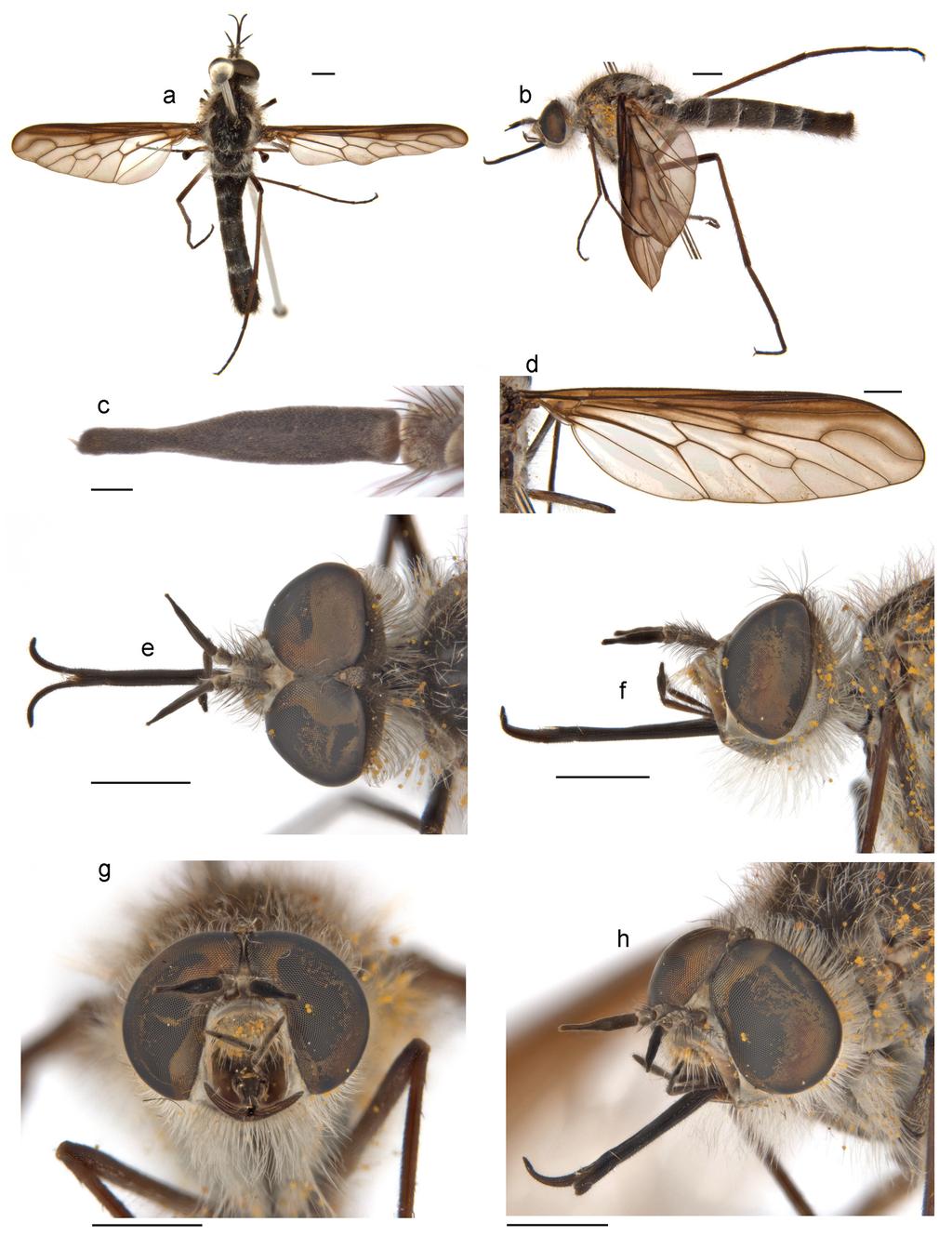 Li et al.: Thevenetimyia bee flies of Australia 347 Figure 10. Thevenetimyia infuscata Li and Yeates, sp. nov.