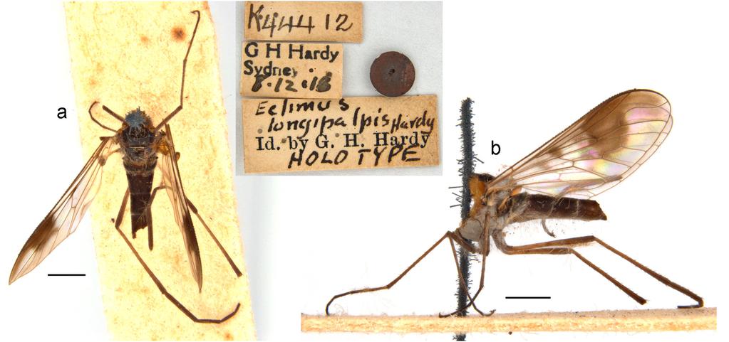 Li et al.: Thevenetimyia bee flies of Australia 349 yellow scales on posterior half.