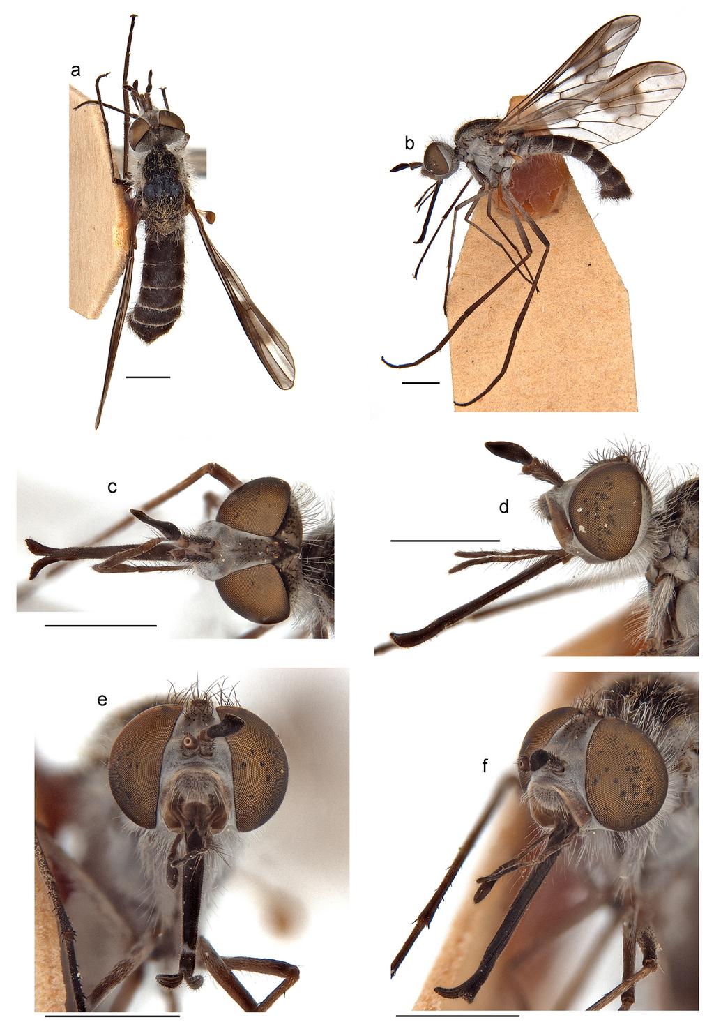 Li et al.: Thevenetimyia bee flies of Australia Figure 14.