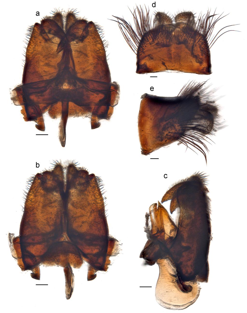 Li et al.: Thevenetimyia bee flies of Australia 355 Figure 17. Thevenetimyia major Li and Yeates, sp. nov.